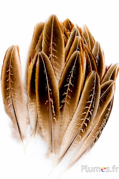 Faisan de Colchide - 12-18 cm - naturel
